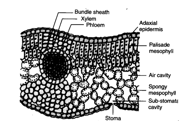 Anatomy of Flowering Plants